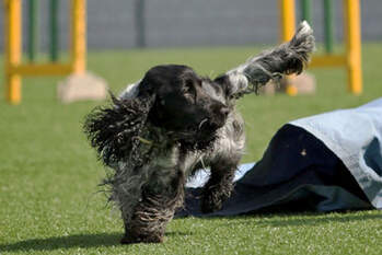 Agility, Spass auf vier Pfoten