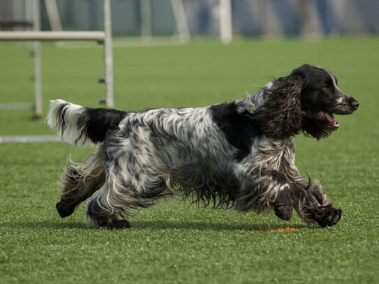 Intensivtraining