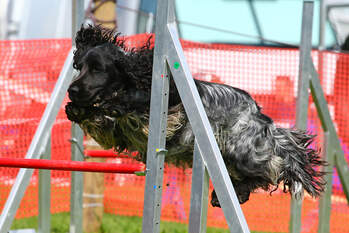 Agility - Bailey's