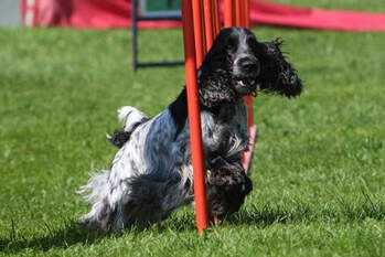 Agility - Einsiedeln