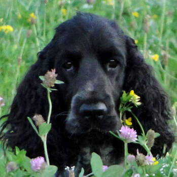 Bailey's - Pennylane Jazztime