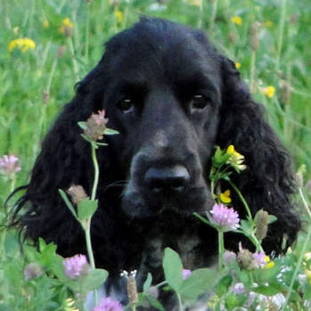 Bailey's - Pennylane Jazztime - English Cocker Spaniel Blauschimmel / blue roan