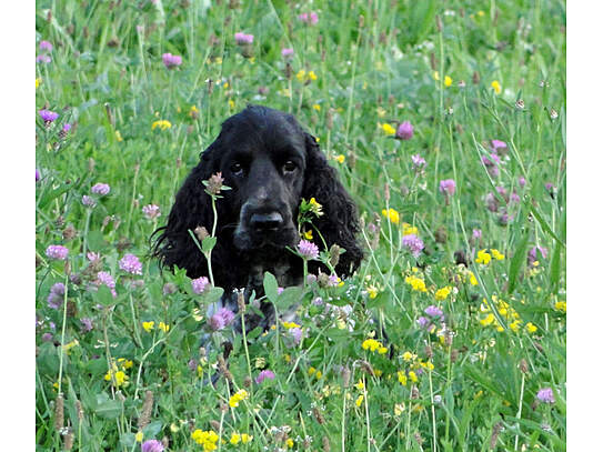 ganz scheu schaut Bailey`s aus dem Blumenmeer 