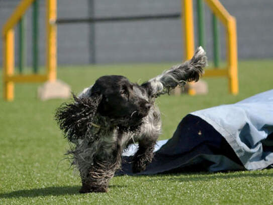 Agility Training 11.4.09 Wohlen