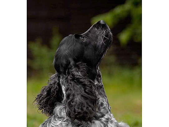 Bailey`s konzentriert