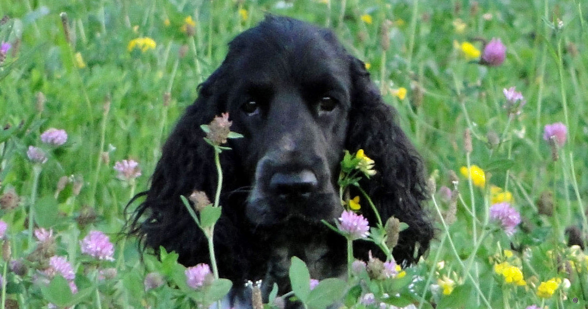myCocker | BAILEY`S English Cocker Spaniel blauschimmel