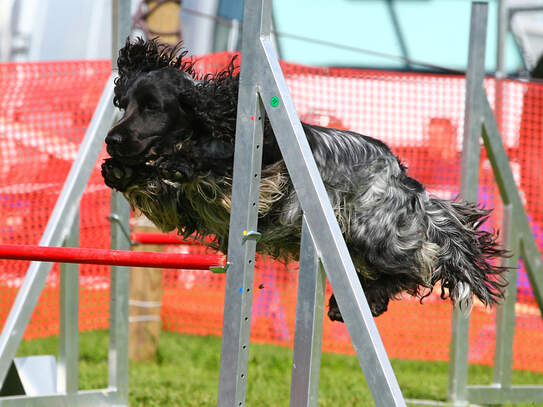 Bailey's Meeting Seon