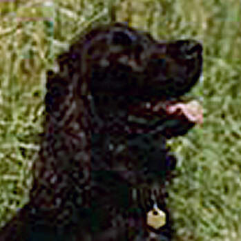 Bengal - Silverdawn Bengal