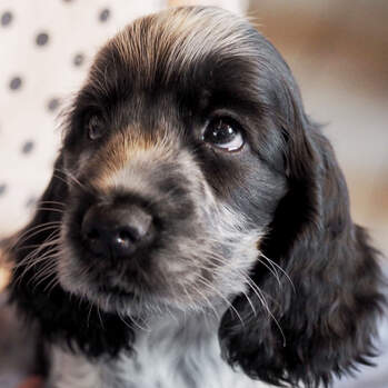 Chedi - Negro's Remy Martin