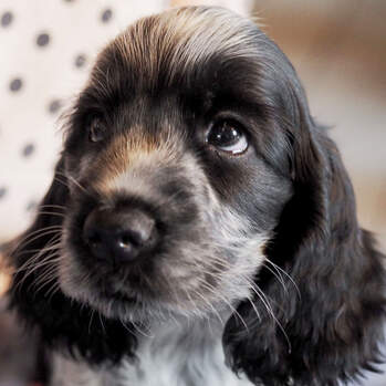 Chedi - Negro's Remy Martin - English Cocker Spaniel Blauschimmel / blue roan