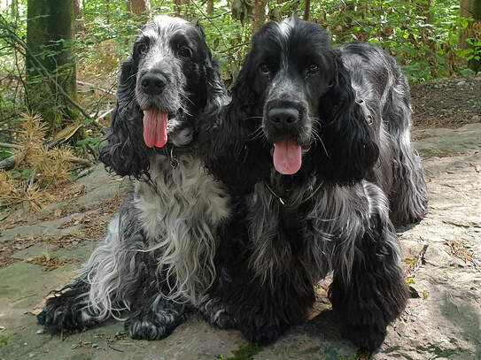 Chedi und Cloud im Wald