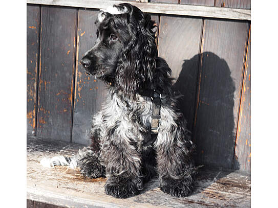 Cloud vor dem Trimmen