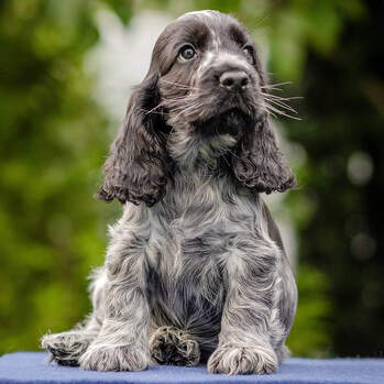 Cloud - Esqueen HAT TRICK