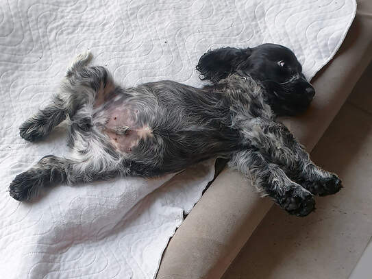 Klein Cloud am ersten Tag zu Hause