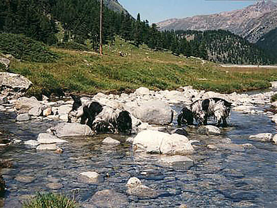 Flynn und Flash beim Fischen