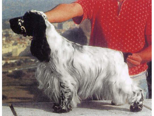 Stocdale Make Dreams - Vater von Flynn