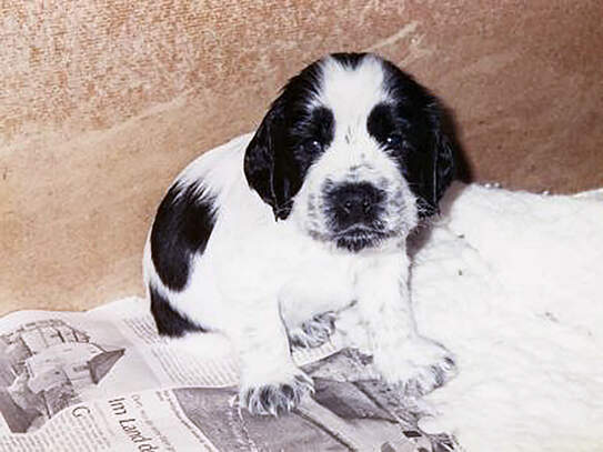 Flynn 5 Wochen alt Steinhagen