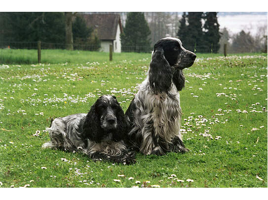 Flynn und Flash auf der Wiese
