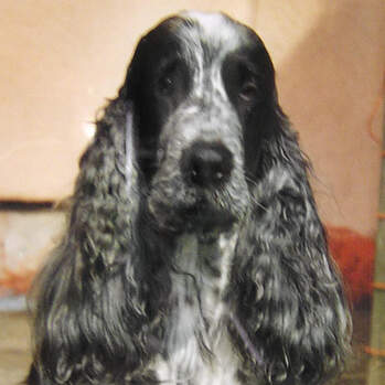 Flynn - Star's Luke Solo