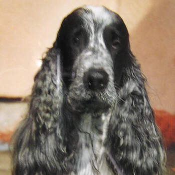 Flynn - Star's Luke Solo