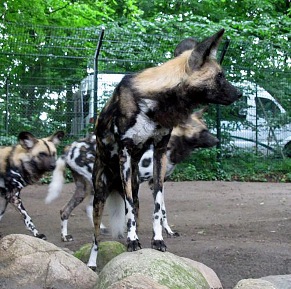 Wunderschöne afrikanische Wildhunde