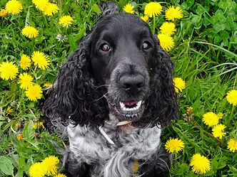 myCocker | Neue Fotos von Bailey's und Floyd