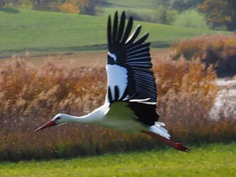 Die Störche suchen Futter für ihren Nachwuchs