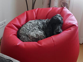 Baileys hat sich einen besonderen Schlafplatz gesucht