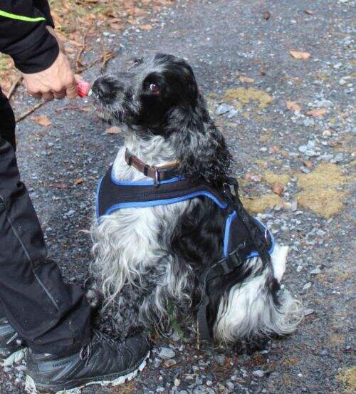 Am Ziel CHEDI platziert seine Pfoten auf dem Schuh und geniesst die Belohnung! Die geht mir jetzt nicht mehr weg!!