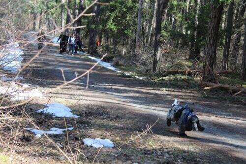selbständig sucht der Hund 