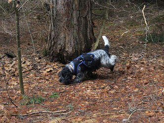 Chedi auf der Spur Freetrail