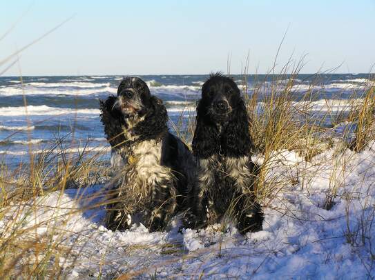 Am Kjul in Dänemark