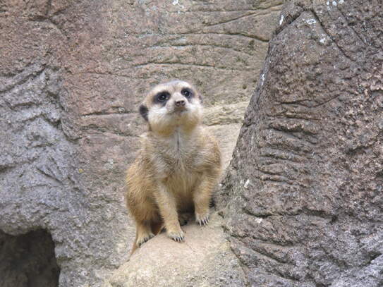 eine kleine Wundernase