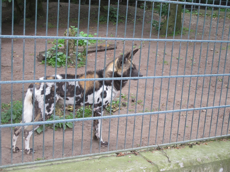Wildhunde in Zoo von Aalborg