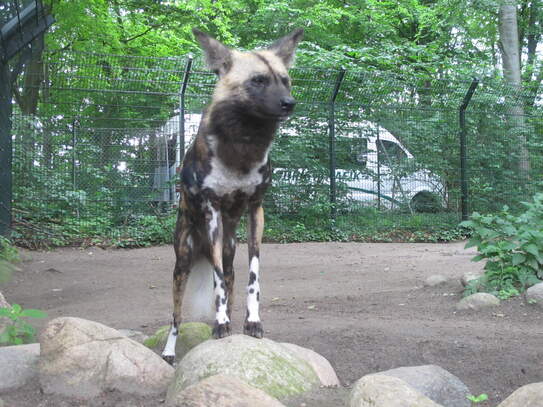 Afrikanische Wildhunde - wunderschön sind die