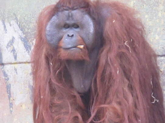 Zoo in Aalborg - Hunde mitnehmen ist erlaubt