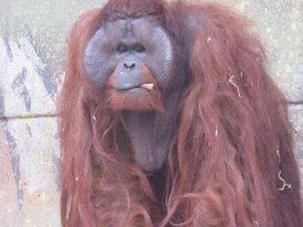 Zoo in Aalborg - Hunde mitnehmen ist erlaubt