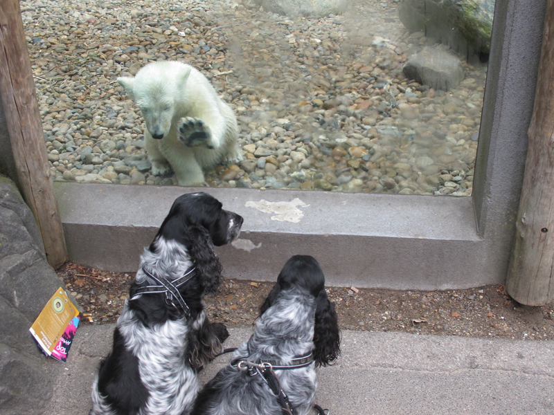 Im Zoo Aalborgh Dänemark werden meine Hunde vom Eisbären-Puppy begrüsst