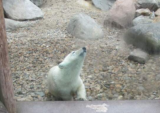 Ein Schmuse-Eisbär Kind
