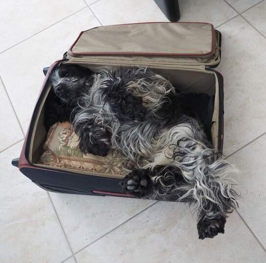 Chedi möchte nichts  verpassen..