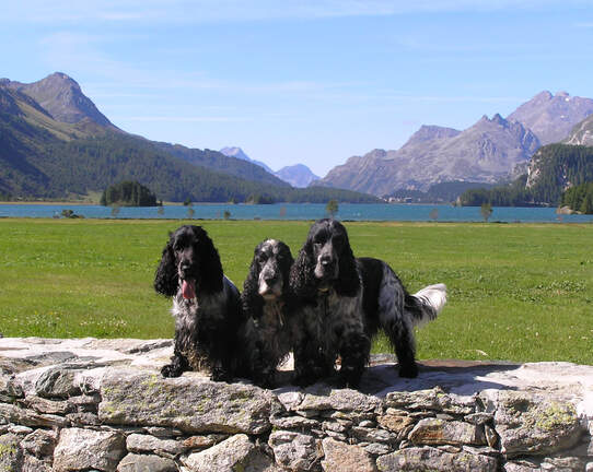 Sils Maria mit Flynn, Flash und Baileys