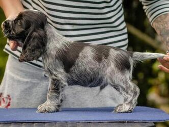 myCocker | CLOUD 2. Geburtstag