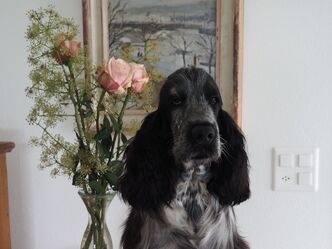 myCocker | Chedi&#039;s 10ter Geburtstag