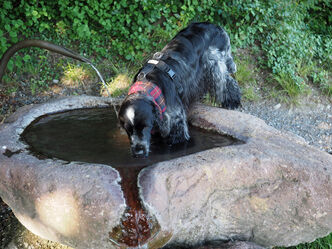 so ein Spaziergang im Sommer machen durstig