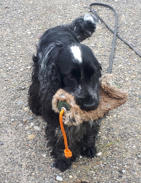 Cloud beim Training - er liebt dieses Wolfsfellstück