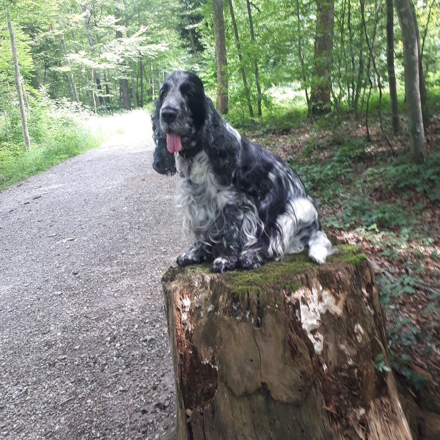 Chedi sitzt gemütlich auf dem Baumstamm