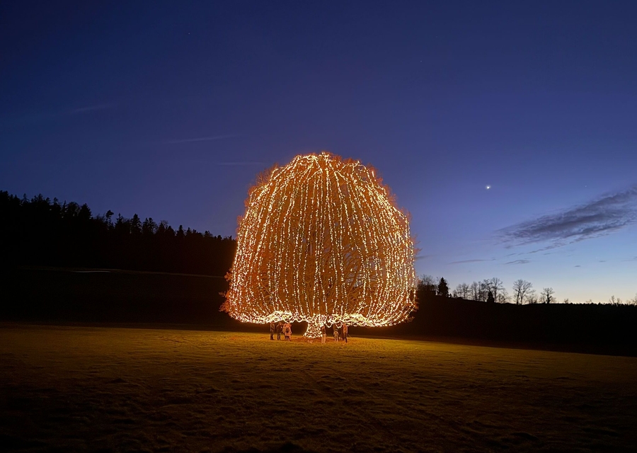 Unsere wunderschöne Weihnachtslinde in Küsnacht