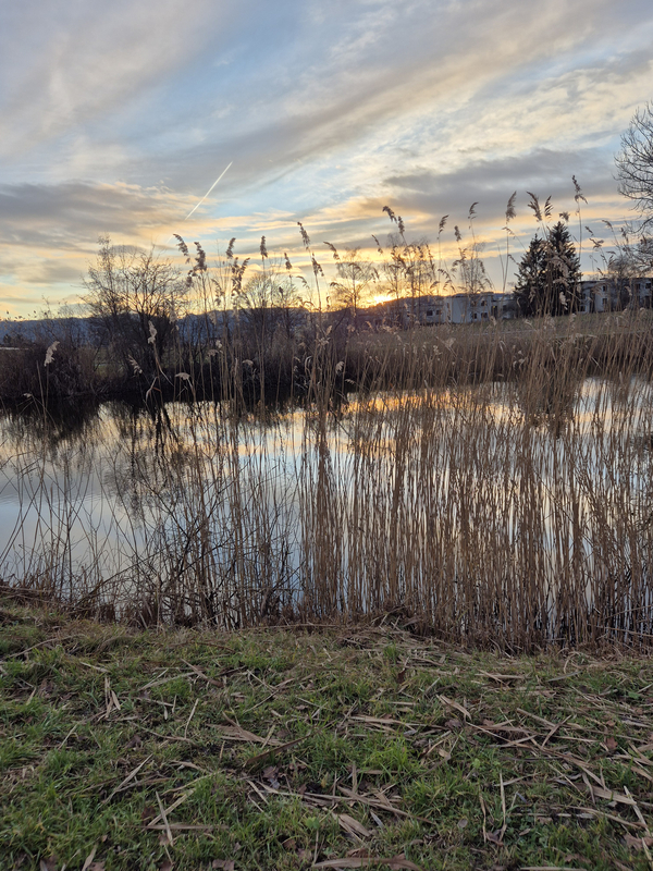 Schübelweiher Abendstimmung