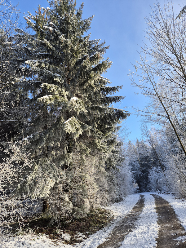 Küsnachter Wald im Winter
