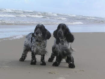  Dänemark und ein bisschen Sylt 2006